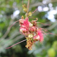 Lecythidaceae